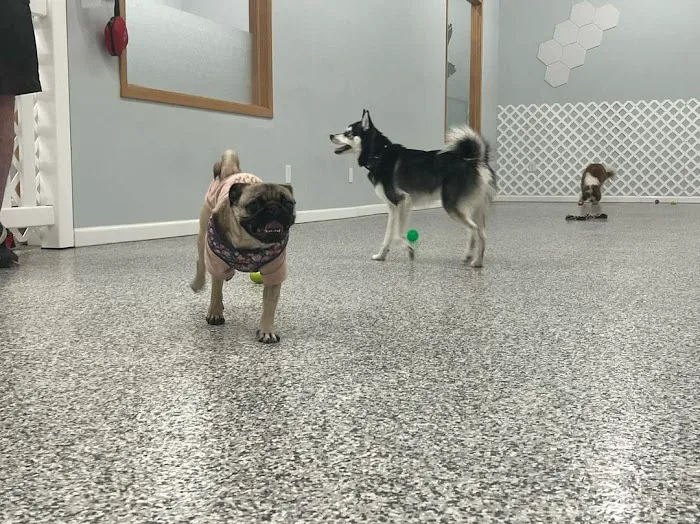 Indoor Zoomies indoor dog park 5