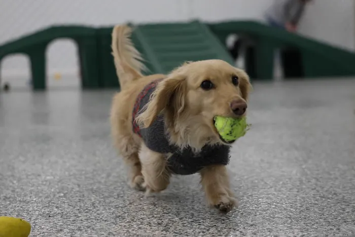 Indoor Zoomies indoor dog park 7