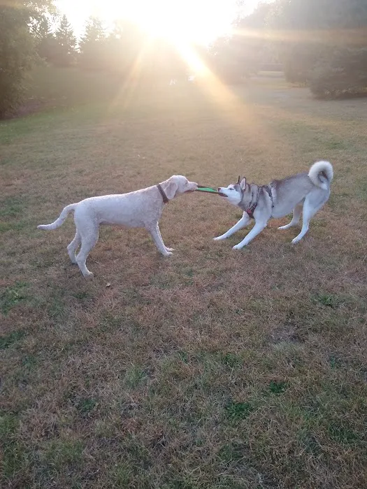 Edina Dog Park 4