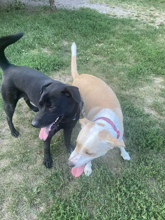 Edina Dog Park 8
