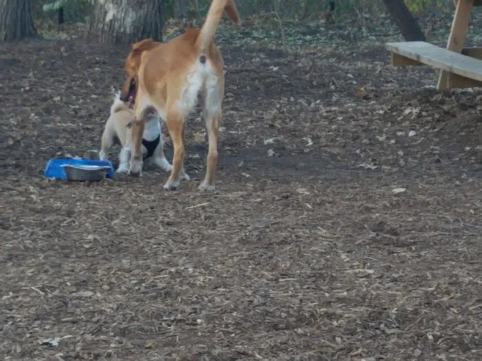 Locke County Dog Park 3