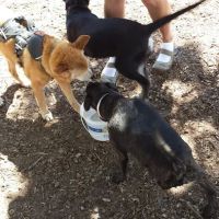 Locke County Dog Park ico