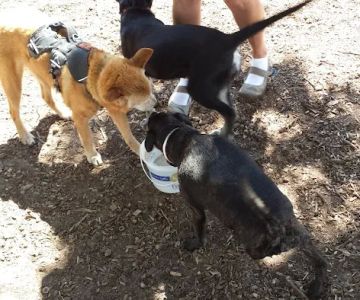 Locke County Dog Park