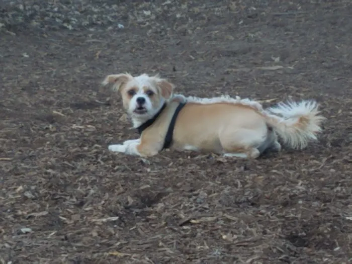 Locke County Dog Park 6