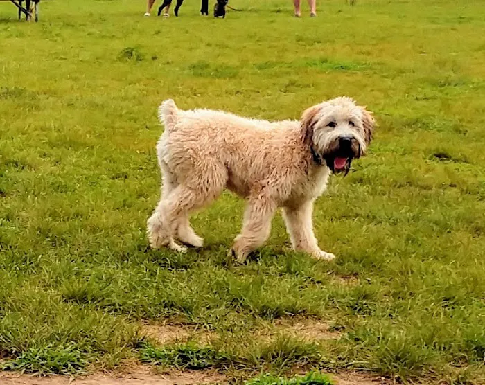 City Of Mendota Heights Off-leash Dog Area 3