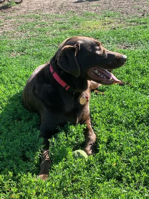 City Of Mendota Heights Off-leash Dog Area 9