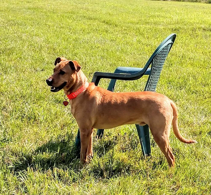 City Of Mendota Heights Off-leash Dog Area 6