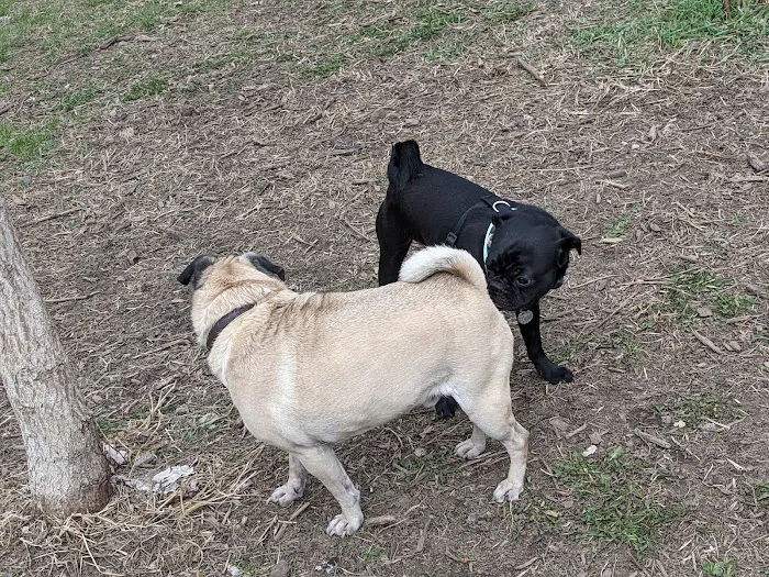 High Bridge Dog Park 7