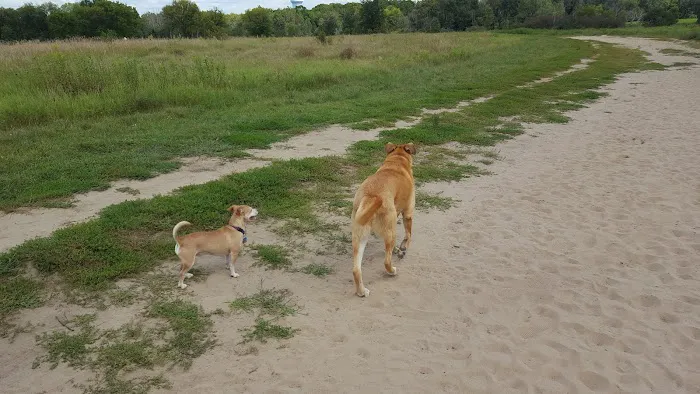 Rice Creek Off-Leash Dog Area 9