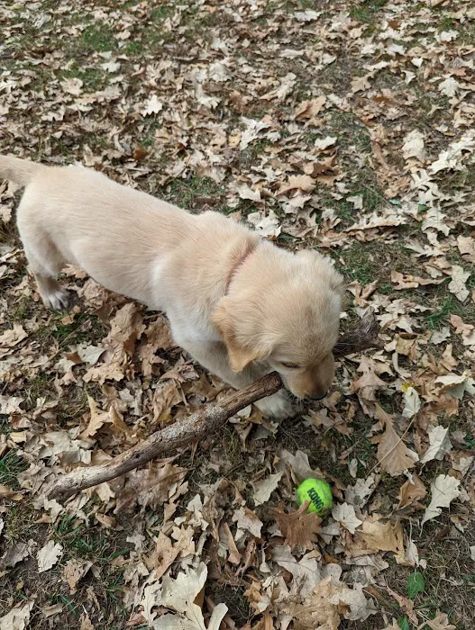 Swanson Dog Park 1
