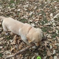 Swanson Dog Park ico