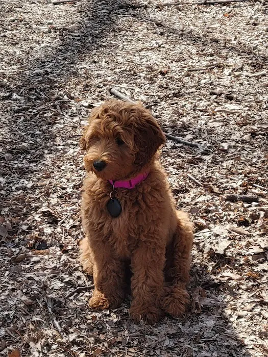 Swanson Dog Park 9