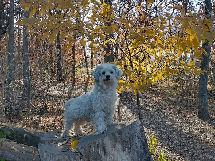 Swanson Dog Park 5