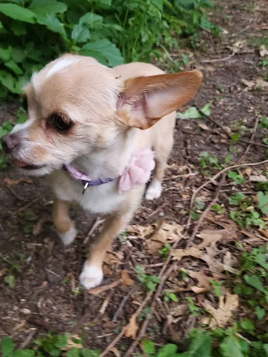 Swanson Dog Park 10