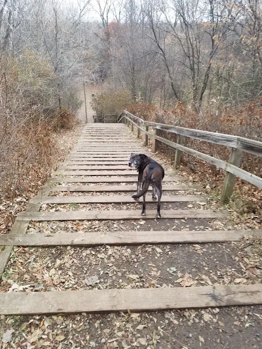 Arlington/Arkwright Off Leash Dog Park 2