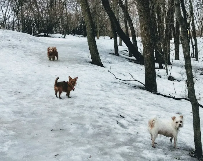 Arlington/Arkwright Off Leash Dog Park 10
