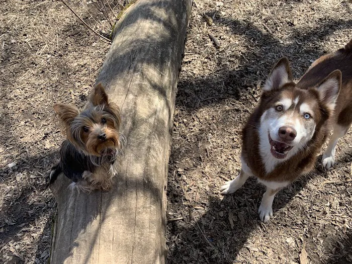 Arlington/Arkwright Off Leash Dog Park 9