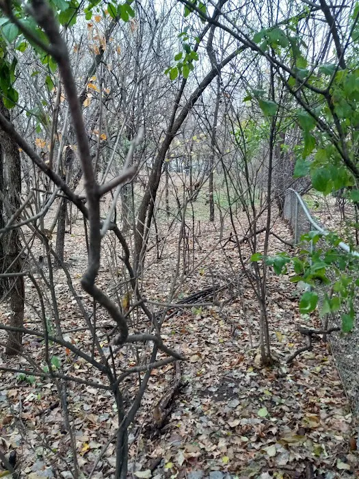 Arlington/Arkwright Off Leash Dog Park 3
