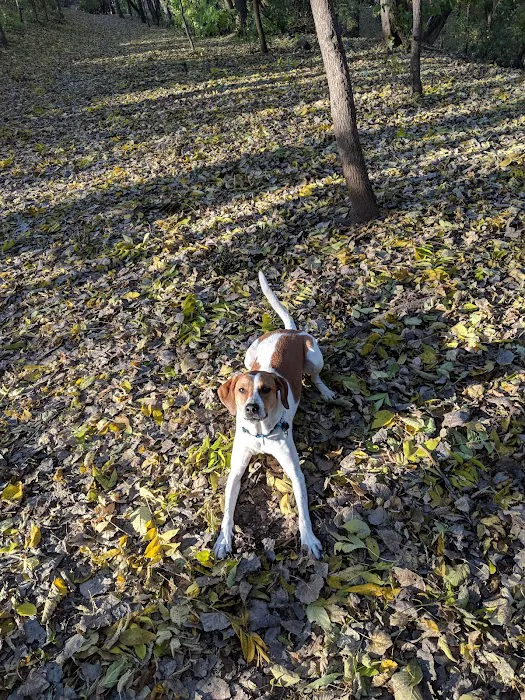 Arlington/Arkwright Off Leash Dog Park 4