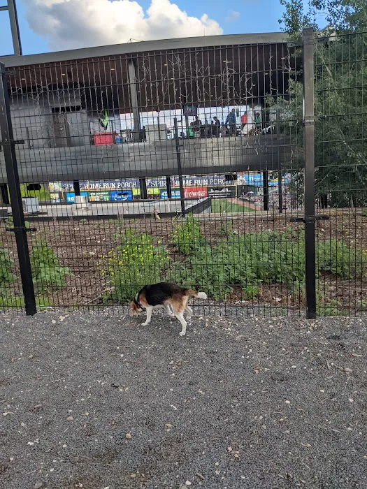 Lowertown Dog Park 3