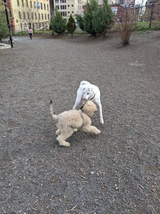 Lowertown Dog Park 7