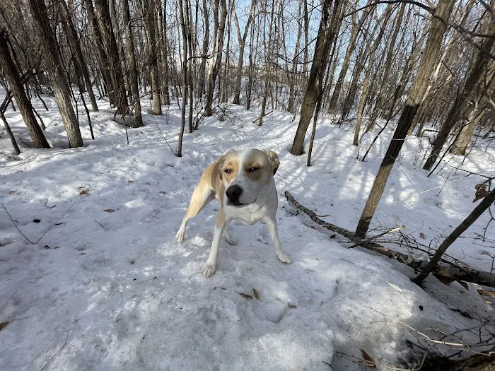 Bloomington Off-leash Dog Park 4