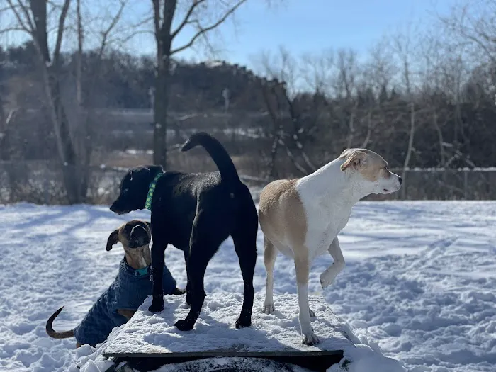 Flying Cloud Dog Park 4