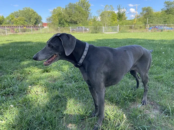 Savage Dog Park 8