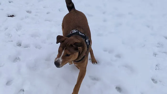 Savage Dog Park 6