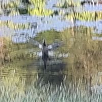 Eagan Off Leash Dog Area ico