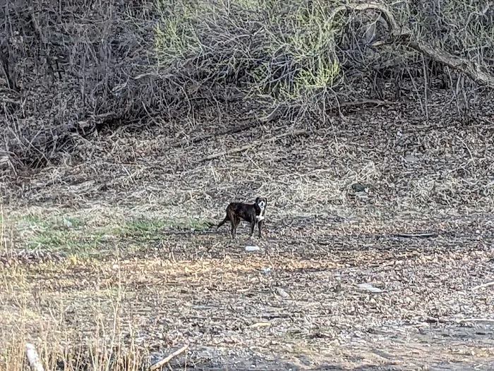 Eagan Off Leash Dog Area 7
