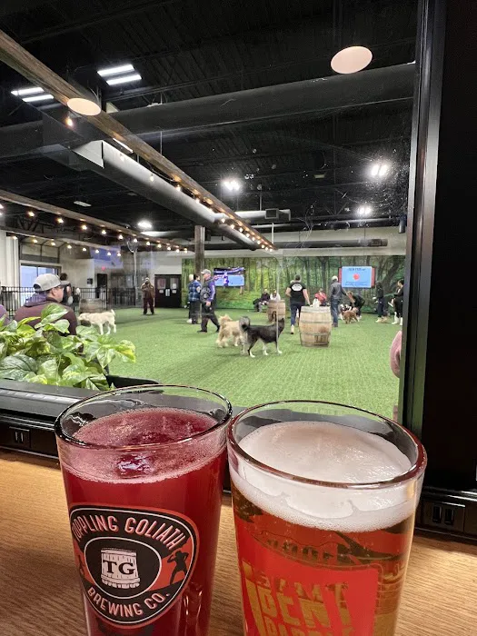 Brew Park Plymouth 3