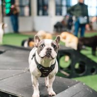 Brew Park Plymouth ico
