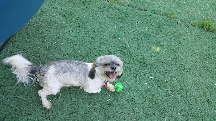 Plymouth Dog Park 6
