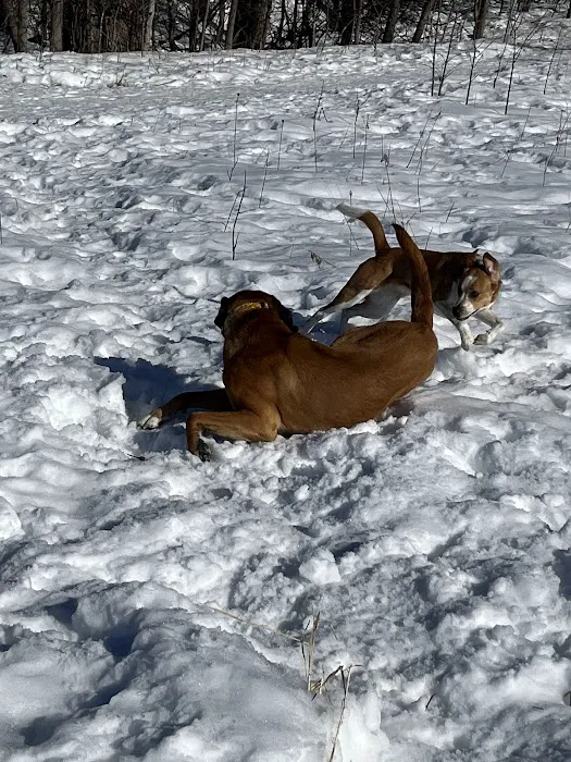 Plymouth Dog Park 5