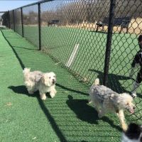 Plymouth Dog Park ico