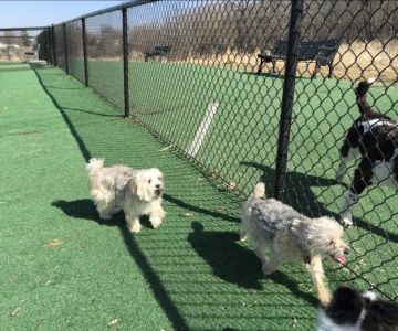Plymouth Dog Park
