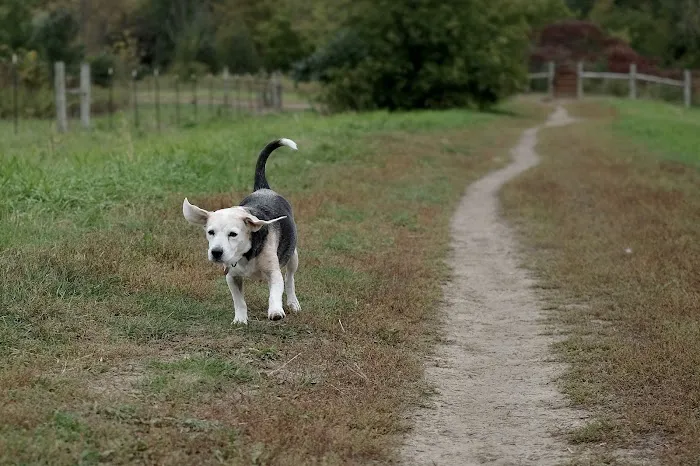 Elm Creek Park Reserve - Dog Off-leash Area 7