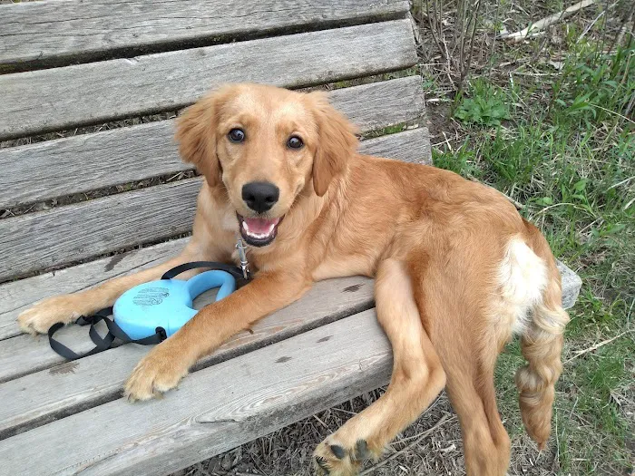Bryant Lake Dog Park 6
