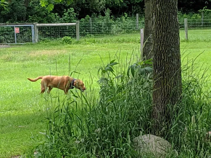 Bryant Lake Dog Park 4