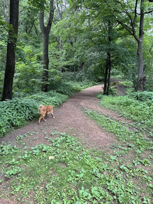 Off Leash Dog Park 10