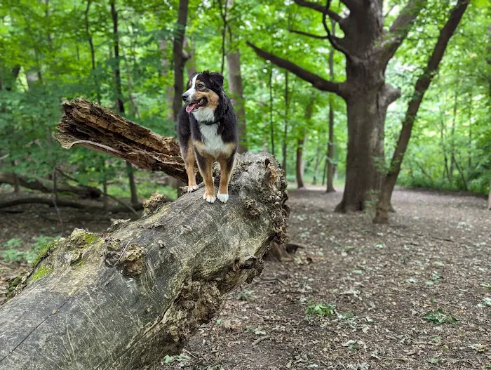Off Leash Dog Park 1