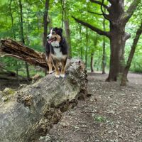 Off Leash Dog Park ico