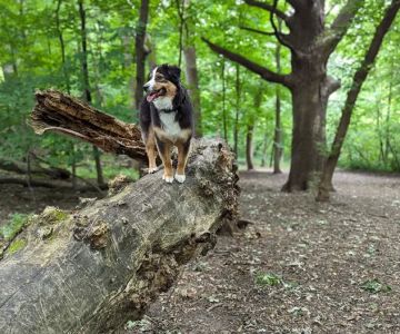 Off Leash Dog Park