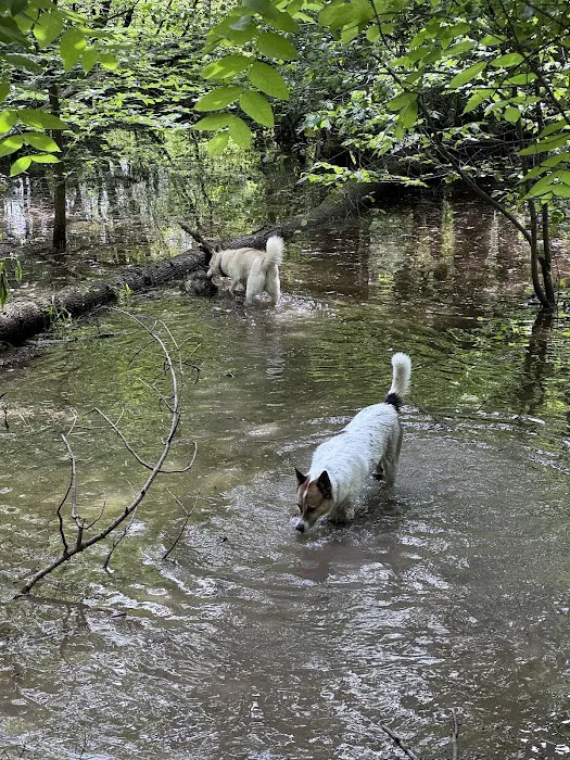 Off Leash Dog Park 4
