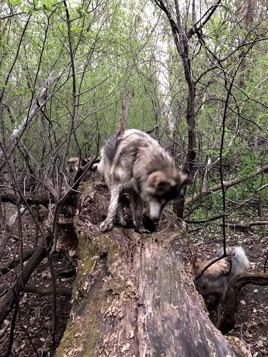 Off Leash Dog Park 5