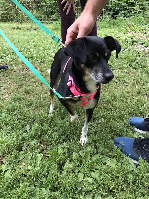 Off Leash Dog Park 3