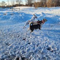 Bunker Hills Dog Park ico