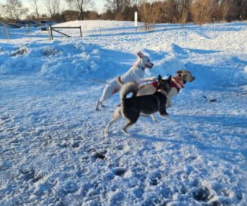 Bunker Hills Dog Park