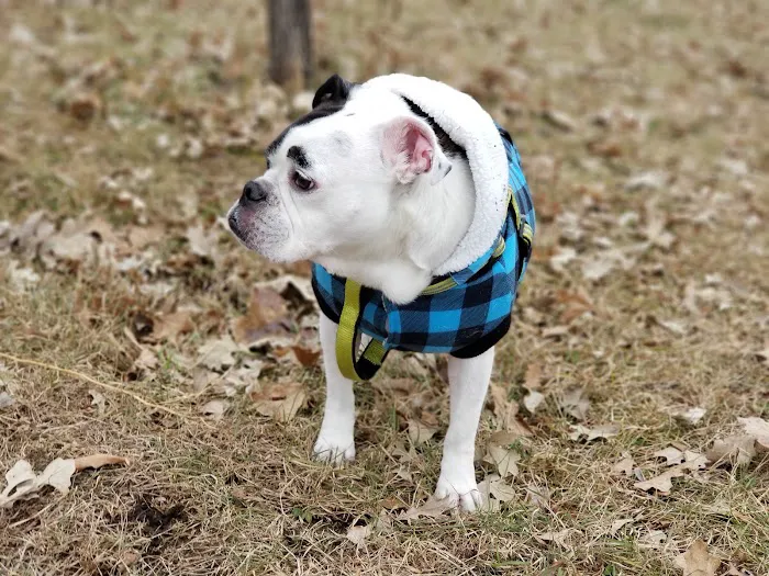 Bunker Hills Dog Park 6